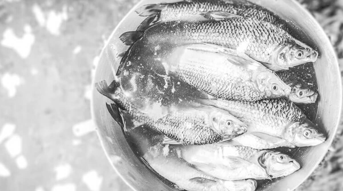 Nutritional benefits of fresh water fishes